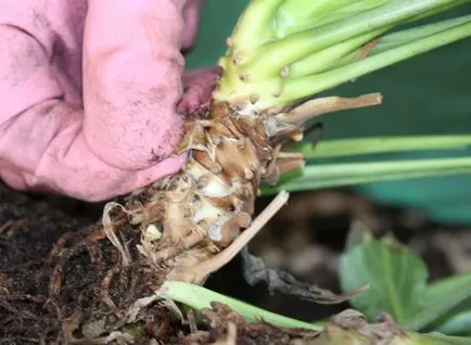 Spathiphyllum clasa de transplant de master și de fotografii pe treptele