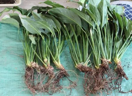 Spathiphyllum clasa de transplant de master și de fotografii pe treptele