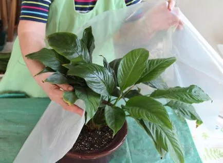 Spathiphyllum clasa de transplant de master și de fotografii pe treptele