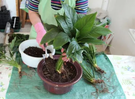 Spathiphyllum clasa de transplant de master și de fotografii pe treptele