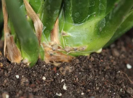 Spathiphyllum clasa de transplant de master și de fotografii pe treptele