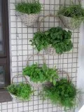Momentul când pentru a colecta plante medicinale (cu o fotografie de plante utile) (iarbă) Momentul când pentru a colecta plante medicinale (cu o fotografie de plante utile)