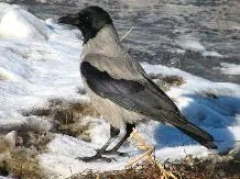 Poezii despre ciori - site-ul pentru mame copii (poezii pentru elevi) Poezii despre Crow - site-ul pentru mame copii