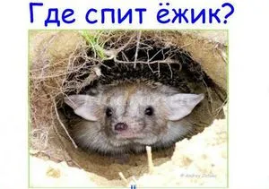 Aricii de hibernare în special perioada de iarnă și observații pot hiberna în cazul în care Ariciul (Aricii) Arici hibernare caracteristici perioada de iarnă și de a vedea unde se poate petrece Ariciul de iarnă