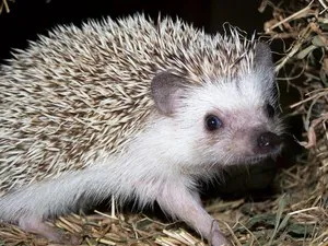 Aricii de hibernare în special perioada de iarnă și observații pot hiberna în cazul în care Ariciul (Aricii) Arici hibernare caracteristici perioada de iarnă și de a vedea unde se poate petrece Ariciul de iarnă
