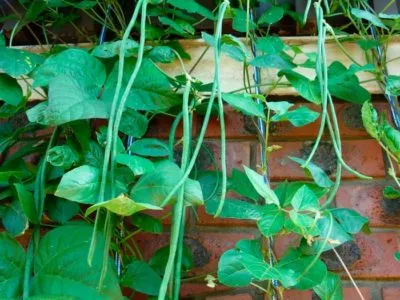 fasole verde - cultivarea și grijă de fiecare dintre ele este în măsură