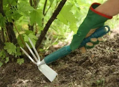 fasole verde - cultivarea și grijă de fiecare dintre ele este în măsură