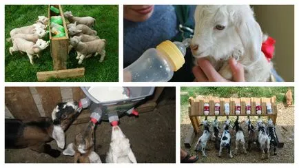 Metode de hranire copii cele mai bune sfaturi și sfaturi
