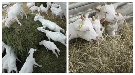 Metode de hranire copii cele mai bune sfaturi și sfaturi