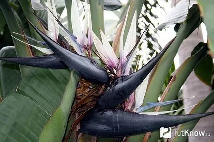sfaturi Strelitzia pe acasă de îngrijire (la domiciliu) sfaturi Strelitzia pe acasă de îngrijire