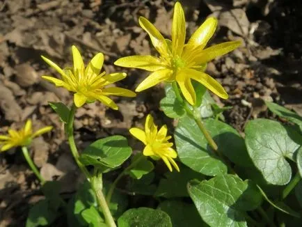 Momentul când pentru a colecta plante medicinale (cu o fotografie de plante utile) (data) Momentul când pentru a colecta plante medicinale (cu o fotografie de plante utile)