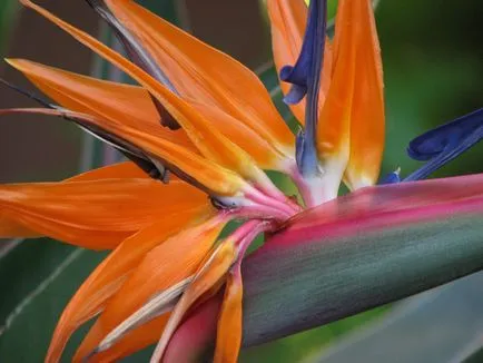 Strelitzia - descriere, reproducere, de îngrijire, de plantare, fotografie, utilizate în grădină, soiuri și specii (descriere) Strelitzia - descriere, reproducere, de îngrijire, de plantare, fotografie, folosit în grădină, soiuri și specii