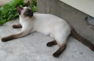 descriere rasa Thai și natura, conținutul decât hrana pentru animale, culori, imagini, zoosecrets (descriere tailandez imagini natura rasa) descriere rasa Thai și natura, conținutul decât furaje, culori, fotografie, zoosecrets