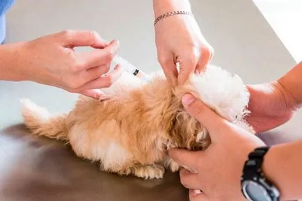 Vaccinarea Tabelul de vârstă câini, schema de vaccinare obligatorie și facultativă
