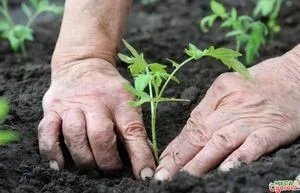 Tomate Perseu cel mai bine determinată de mijloc varietate - vile idei și experiența grădinari (sfârșitul unor mari) Tomate Perseu cele mai bune soi-mijloc determinat - idei și experiență de grădinari vile