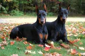 Top 10 rase de câini cele mai inteligente recunoscute de lume, caracteristicile și caracteristicile animalelor