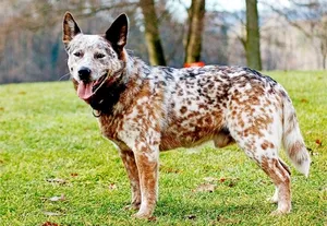 Top 10 rase de câini cele mai inteligente recunoscute de lume, caracteristicile și caracteristicile animalelor (cel mai inteligent caine de rasa este de top din lume) Top 10 rase de câini cele mai inteligente recunoscute de lume, caracteristicile și caracteristicile animalelor
