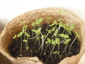 Subtilitățile creștere de plantare și îngrijire clopotel