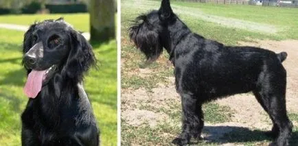Top 25 cele mai inteligente rase de câini
