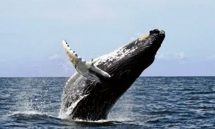 Top 25 incredibil de descoperire, care este greu de crezut în