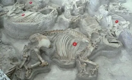 Top 25 incredibil de descoperire, care este greu de crezut în