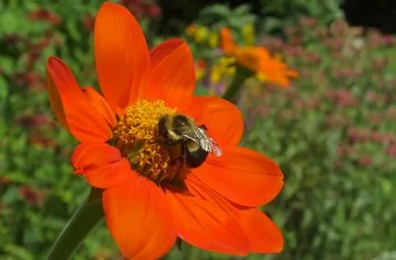 Teton fotografie, cultivare, de plantare și îngrijire