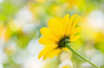 Teton fotografie, cultivare, de plantare și îngrijire