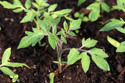 Tomate în luna mai zile favorabile pentru plantarea în sol atunci când plantarea răsadurilor în seră, foto, video (tomate) Tomate în luna mai de zile de bun augur pentru plantarea în sol atunci când plantarea de puieți în seră, foto, video