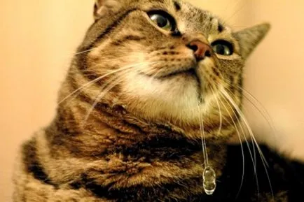 Drooling (hipersalivație) o pisica - simptome, tratament, medicamente, cauzele cele mai bune noastre (cat) Drooling (hipersalivație) o pisica - simptome, tratament, medicamente, cauzele cele mai bune noastre