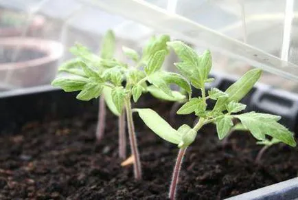 Tomate Percy caracteristică soiului și caracteristici de cultivare