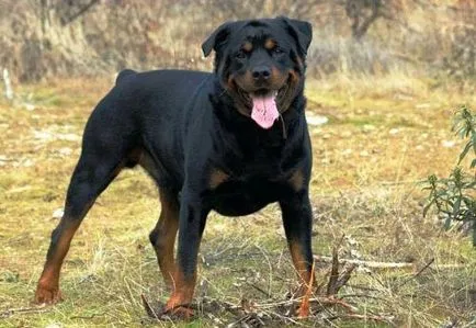Top 25 cele mai inteligente rase de câini