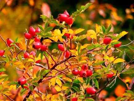 Top 10 plante pentru imunitate
