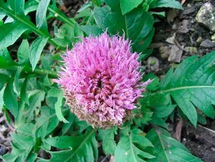Top 10 plante pentru imunitate