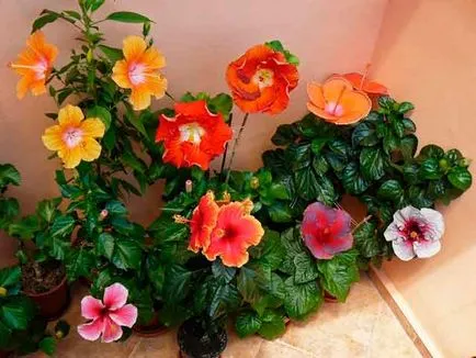 Top 10 plante pentru imunitate