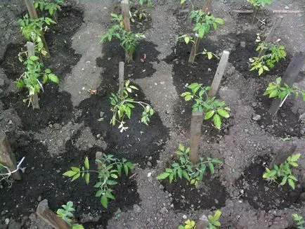 Tomate în plantarea mai în sol, zile de bun augur pentru plantare, tomate în aer liber atunci când sera