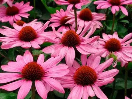 Top 10 plante pentru imunitate