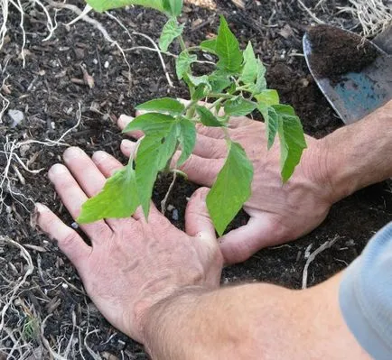 Tomate în luna mai zile favorabile pentru plantarea în sol atunci când plantarea răsadurilor în seră, foto, video (favorabile) Tomate în luna mai de zile de bun augur pentru plantarea în sol atunci când plantarea de puieți în seră, foto, video