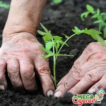 Tomate Perseu caracteristică soiului și caracteristicile de cultivare în câmp deschis