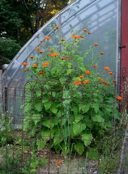 Teton fotografie, cultivare, de plantare și îngrijire