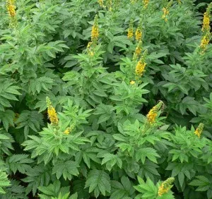 Agrimony plante medicinale proprietăți utile (sticlă de două ori pe zi) plante medicinale Agrimony proprietăți utile