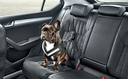 Top 5 accesorii utile pentru transportul animalelor de companie în mașină
