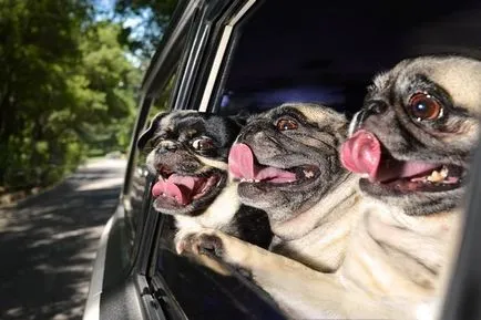 Top 5 accesorii utile pentru transportul animalelor de companie în mașină