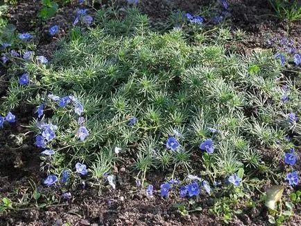 Graminee, rădăcini, ritualuri magice rășină (mesteacăn) Graminee, rădăcini, ritualuri magice rășină