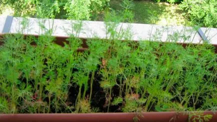 Marar pe balcon ca plante și să crească (balcon) Dill pe balconul cum să planteze și să crească