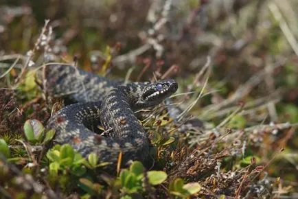 Viper Sting - primul ajutor la o intepatura de viperă