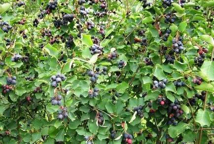 Unic Bush Saskatoon