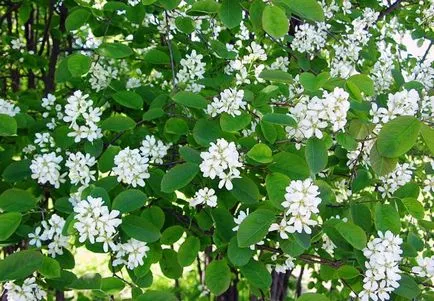 Unic Bush Saskatoon
