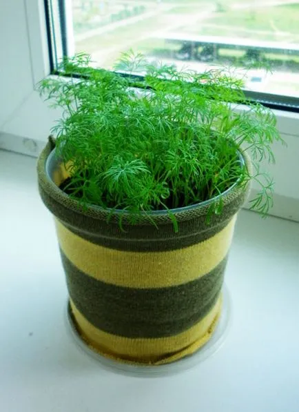 Dill pe balconul cum să planteze și să crească (marar pe balcon ca o plantă să crească imagini) Dill pe balconul cum să planteze și să crească