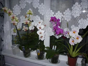 Grija pentru Phalaenopsis Orhideea în casă după magazin (de îngrijire) Grija pentru orhidee Phalaenopsis la domiciliu după cumpărături