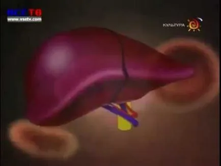 Adăugită cauze hepatice și de tratament, ce să facă în astfel de cazuri
